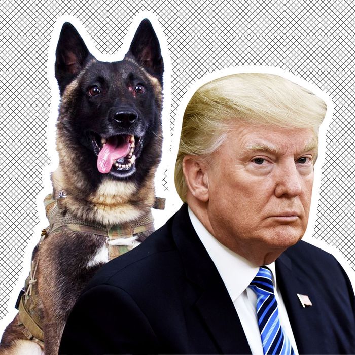 Trump Is Obsessed With Conan the Hero Dog