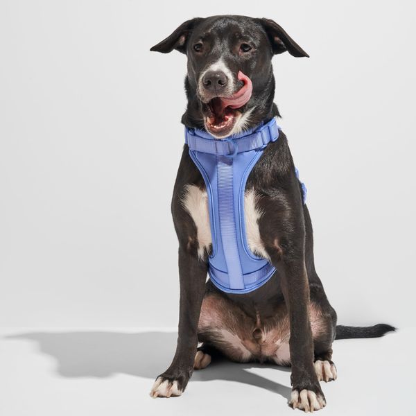 Wild One Dog Harness