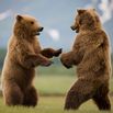 Grizzly Bears Sparring at Hallo Bay in Katmai National Park