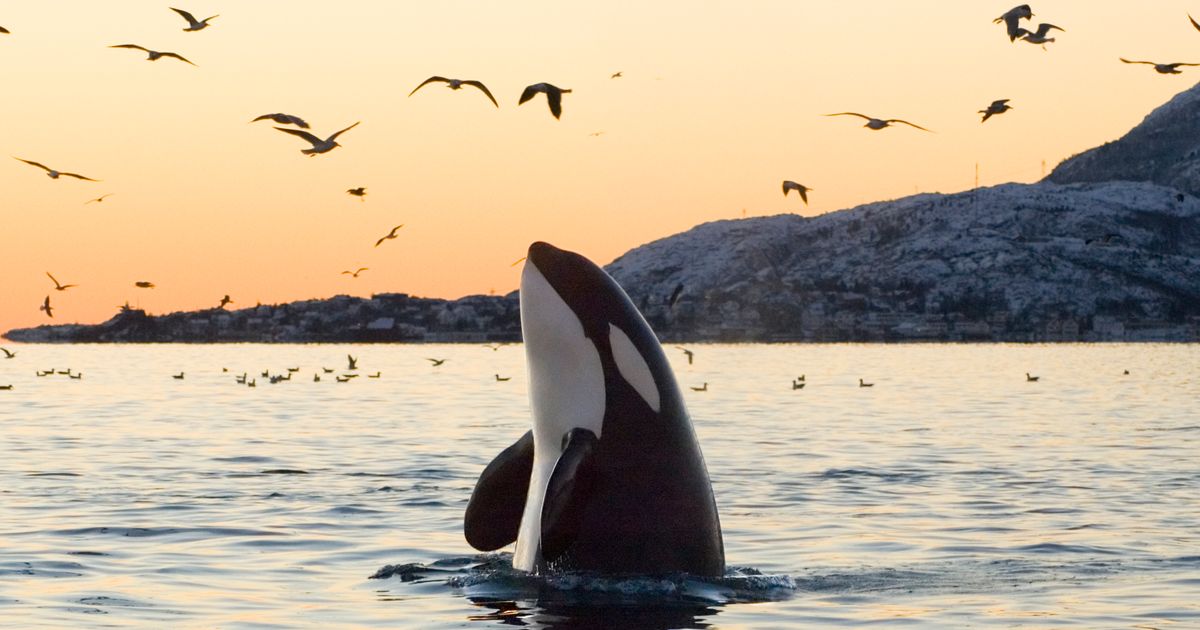 Killer Whales Go Through Menopause