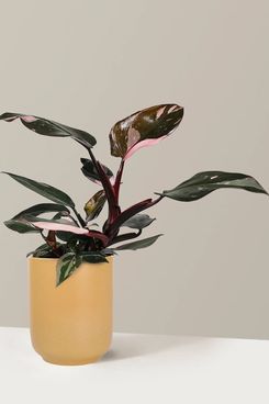 The Sill Philodendron Pink Princess