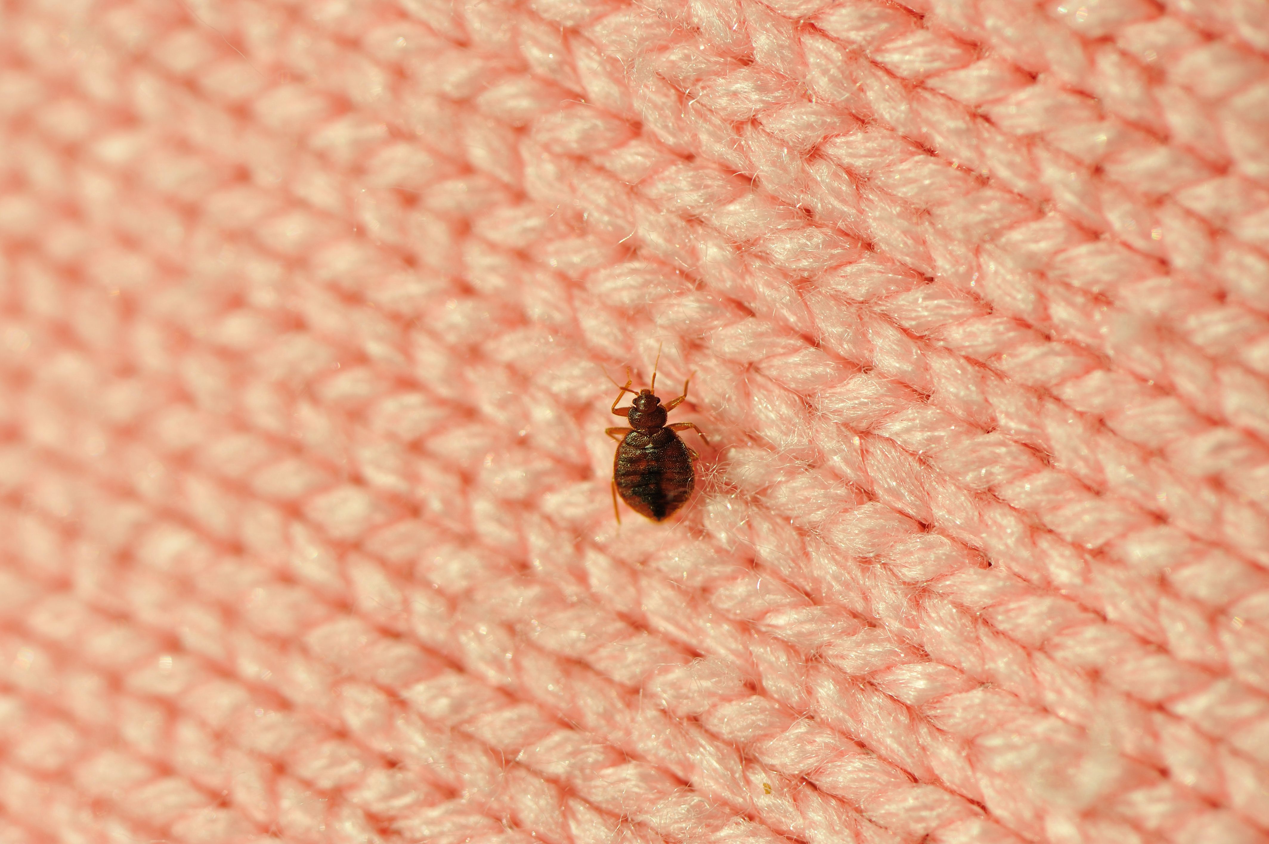 4 Trending FAQs About Bed Bugs in 2023 - Bed Bug Injuries