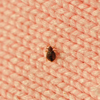 My Battle With Carpet Beetles: A Personal Journey - Carpet Cleaning Force