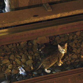 Two kittens were spotted on the tracks on the B/Q lines at the Chuch Av. station on Thurs., August 29, 2013. Service was suspended while Transit personnel attempted to corral the furry pair. They were no longer deemed to be in immediate danger as they remained out of the path of trains and avoided the third rail.Photo: Marc A. Hermann / MTA New York City Transit