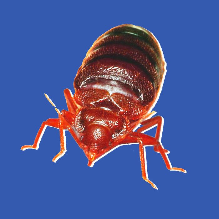 red bed bugs