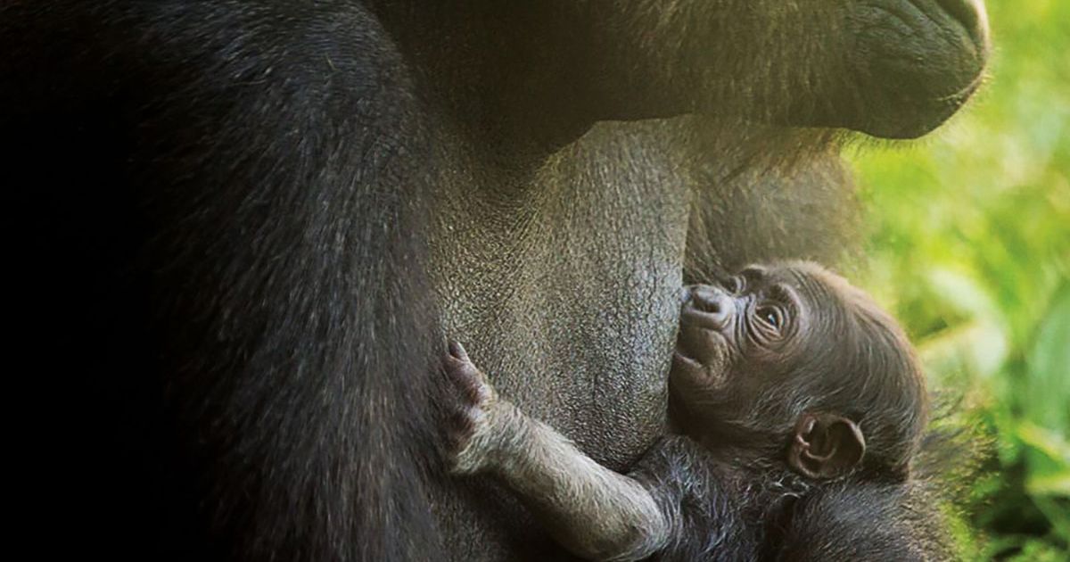 Harambe Gorilla-Naming Contest at the Philadelphia Zoo