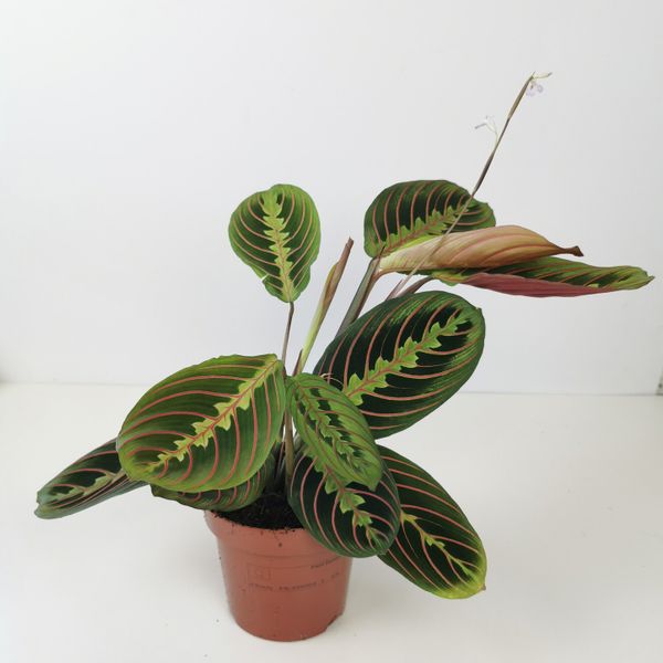 Prayer Plant (Maranta Leuconeura Fascinator) - 8cm