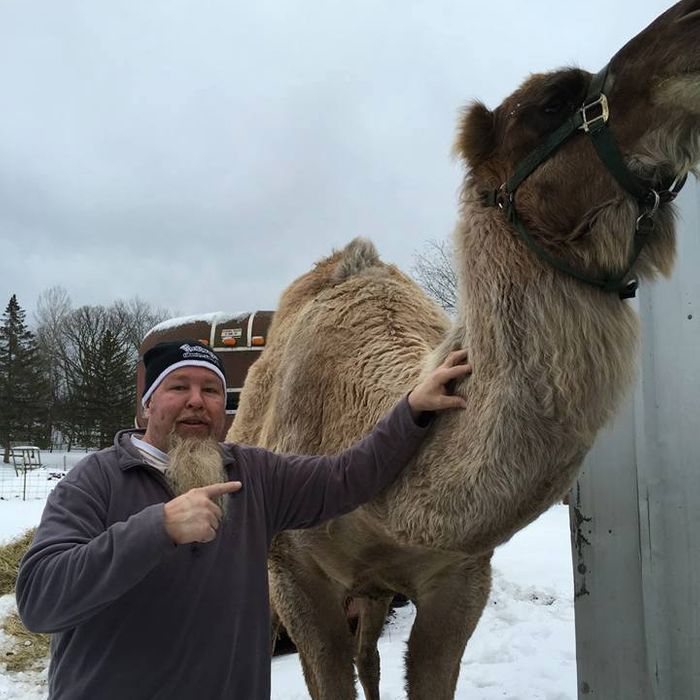 Dooley the camel.