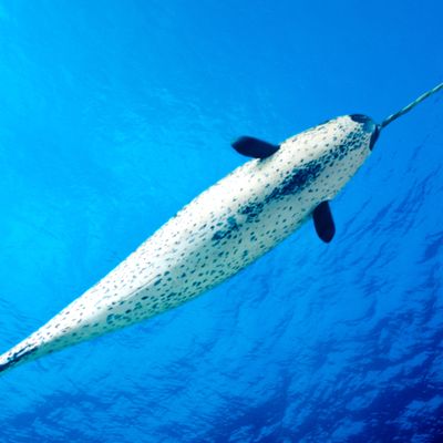 Fact: Narwhals do not guzzle beer in real life. They sip.