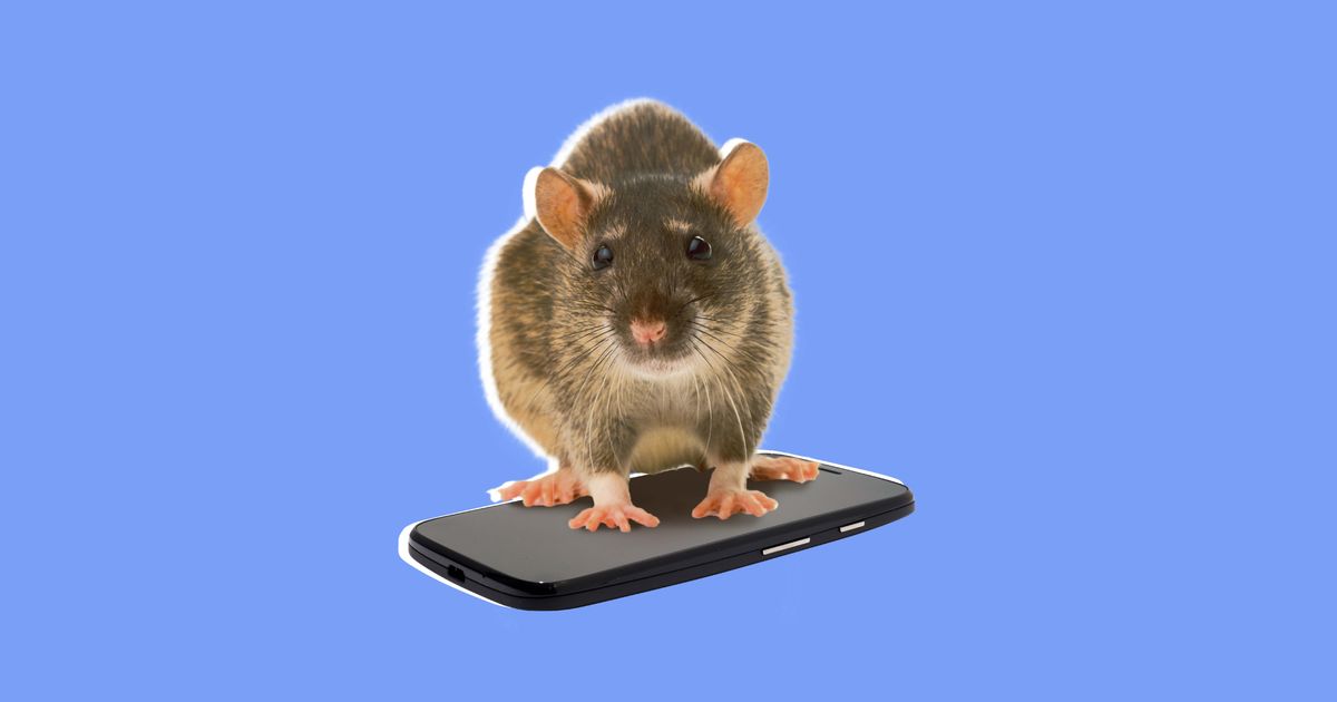 Видео где бегает мышка. Мышка для телефона. Крыса с телефоном. Мышь с телефоном. Крыса с мобильником.