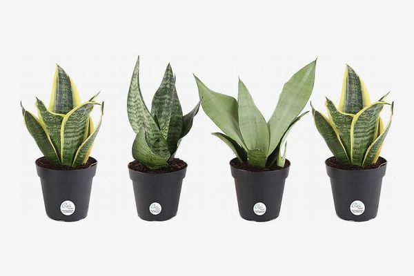 Costa Farms Snake Plant, Mother-In-Law’s Tongue, Sansevieria, Easy to Grow, Ships in 4-Inch Grower Pot