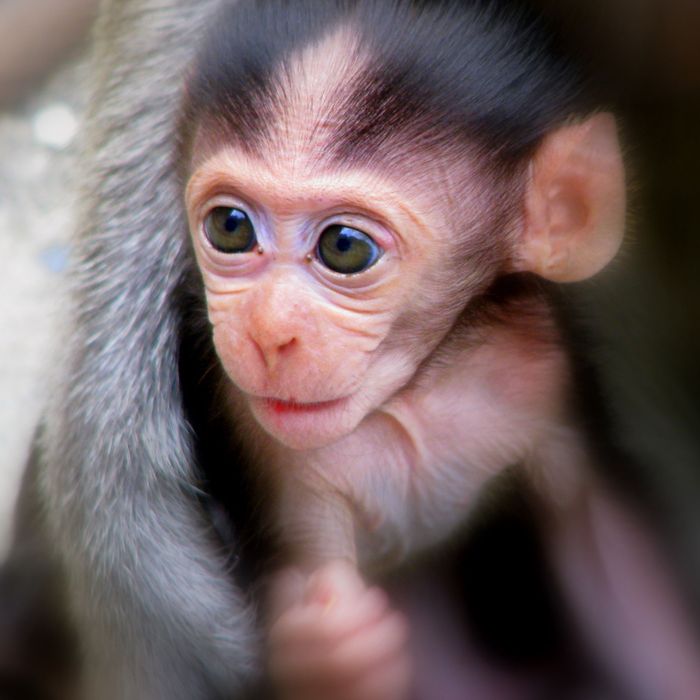 Watch Baby Monkeys Shed Light On The Origin Of The Smile Science Of Us