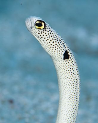 Spotted eel.