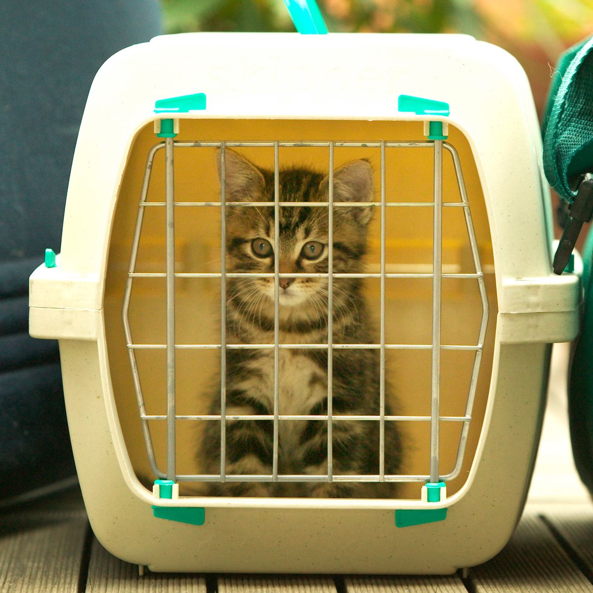 11 Best Cat Carriers 2020 | The 