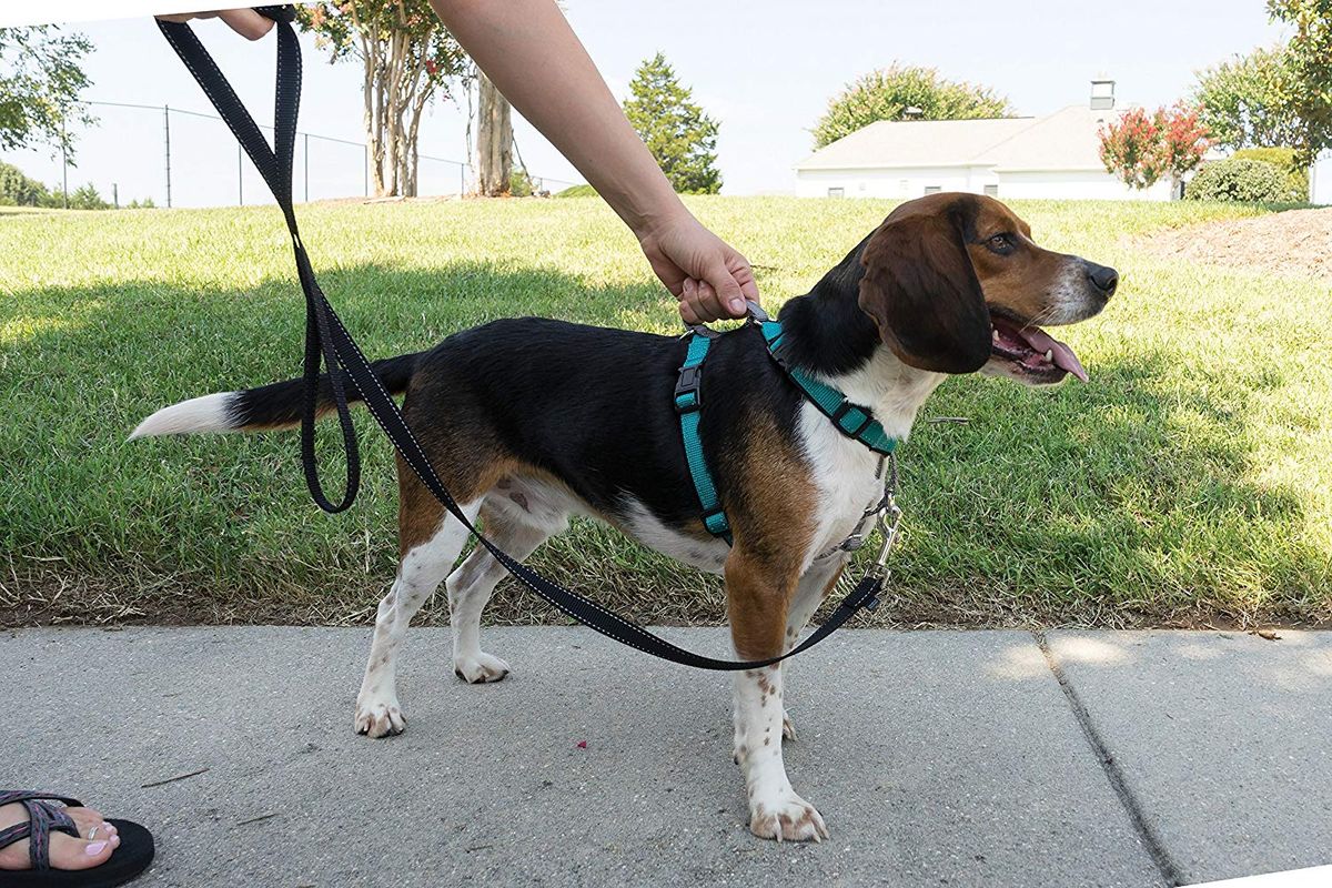 best harness for blind dog