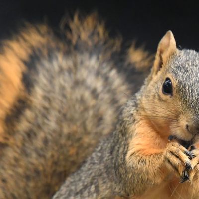 Close-up of a squirrel.