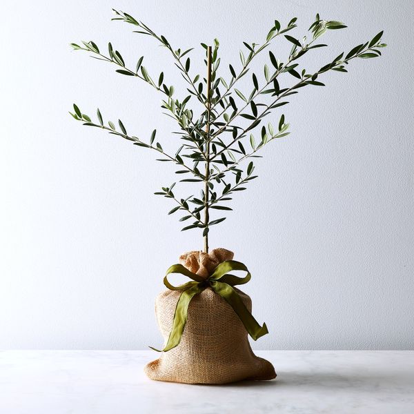 Live Mini Olive Tree