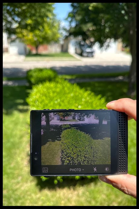 A hand holding the Light Phone III in portrait mode, taking a photo of a nearby bush.