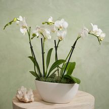 Urban Stems The Neutral Orchids