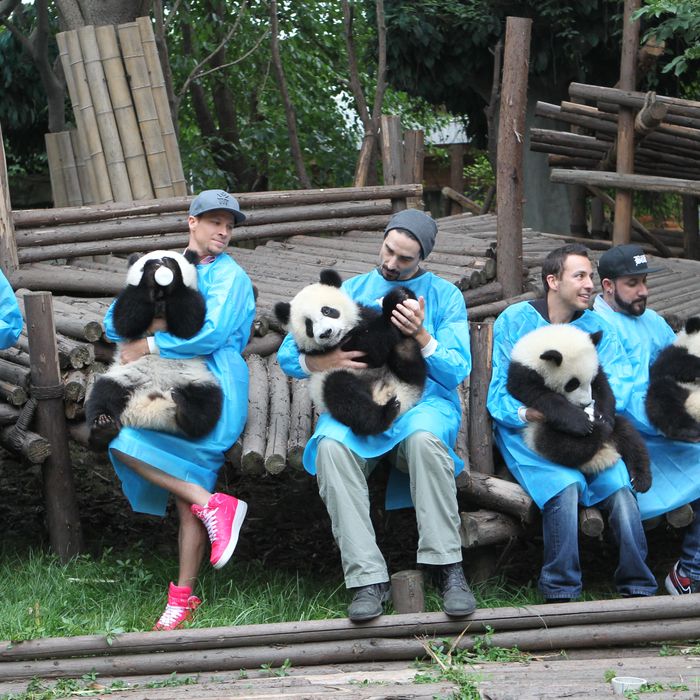 CHENGDU, CHINA - MAY 30: (CHINA OUT) Members of the Backstreet Boys hold giant pandas at the Giant Panda Breeding Research Institute during their China Tour on May 30, 2013 in Chengdu, Sichuan Province of China. (Photo by ChinaFotoPress/ChinaFotoPress via Getty Images)
