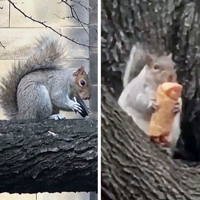 Squirrels Spotted Eating Human Food All Over New York City
