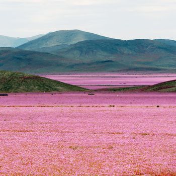 The Atacama Desert