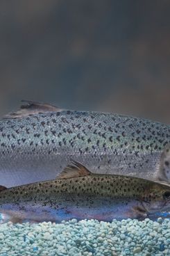 The genetically modified fish, rear, compared to a conventional salmon of the same age.