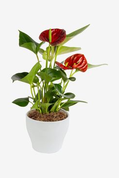 Costa Farms Blooming Anthurium Live Indoor Plant