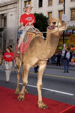 Kangaroo Jack himself hopped the red carpet, and therefore was not eligible for this slideshow.