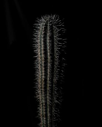 A big cactus.