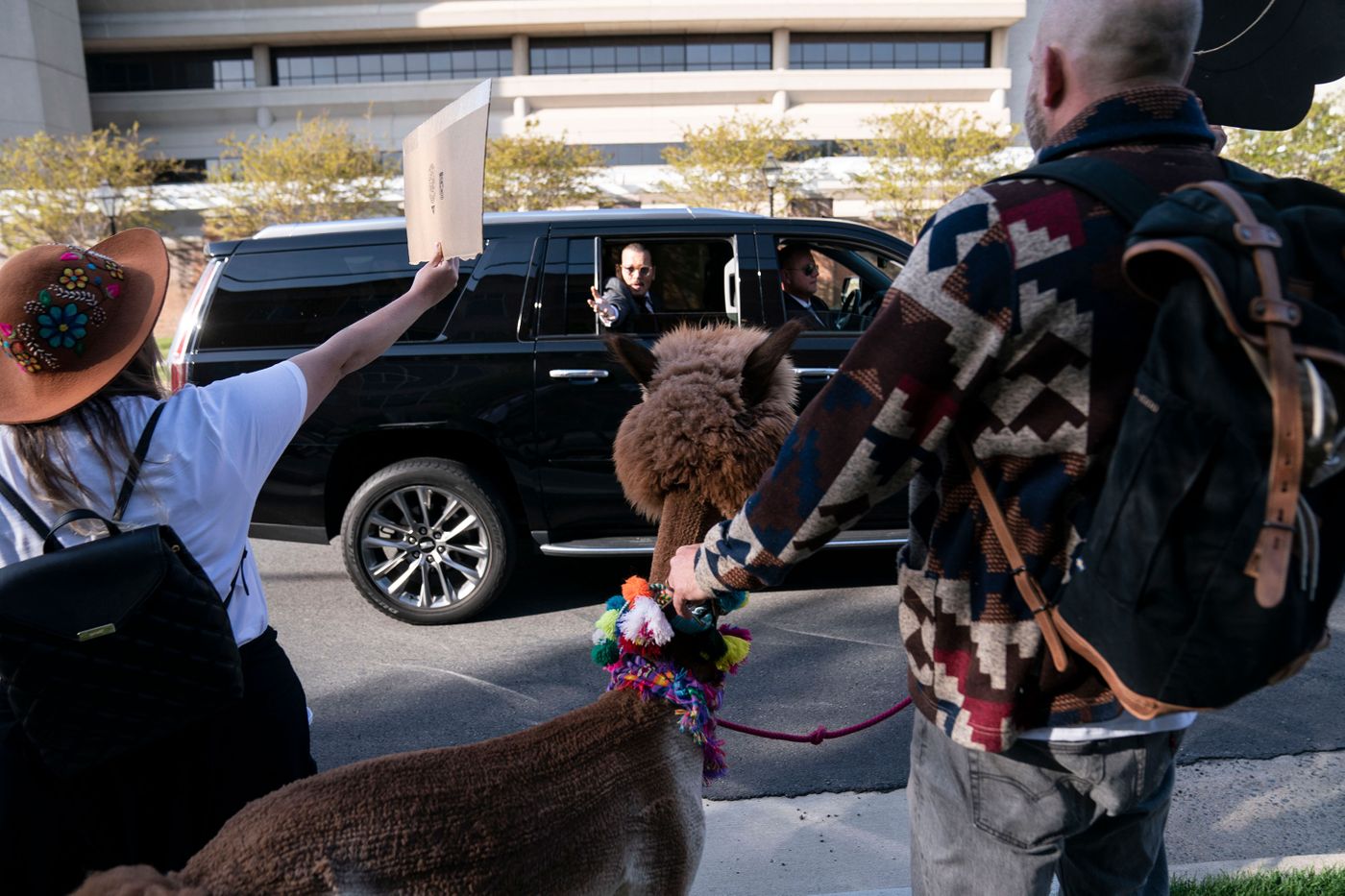 Fãs de Johnny Depp levam alpacas para tribunal de julgamento