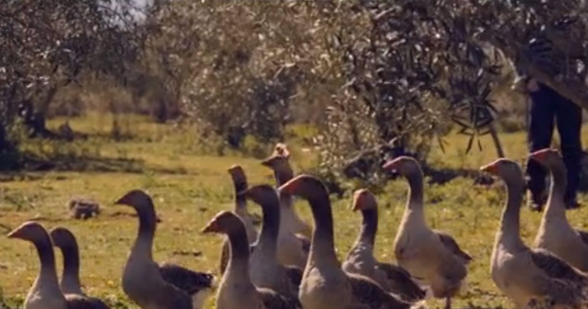 Perennial Plate Looks at Pateria de Sousa’s Unconventional Foie Gras
