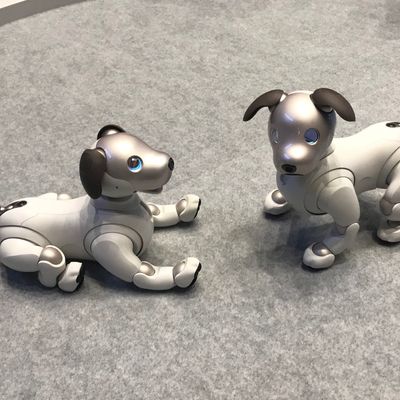 Sony's robot dog Aibo is headed to the US for a cool $2,899 - The