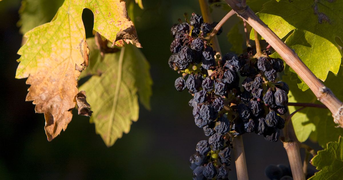 Record Heat Turned Lots of Napa’s Wine Grapes Into Raisins