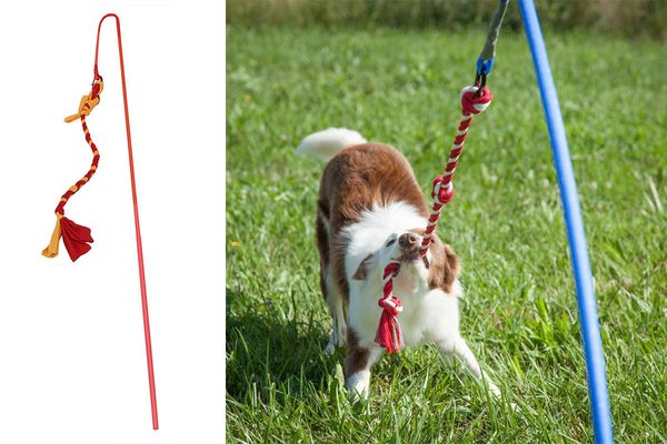 the best new toys and gear for pets