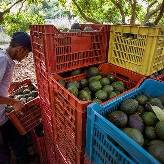 Men work during the harvest of avocado at an orchard in Uruapan municipality, Michoacan State, Mexico on April 6, 2016. 