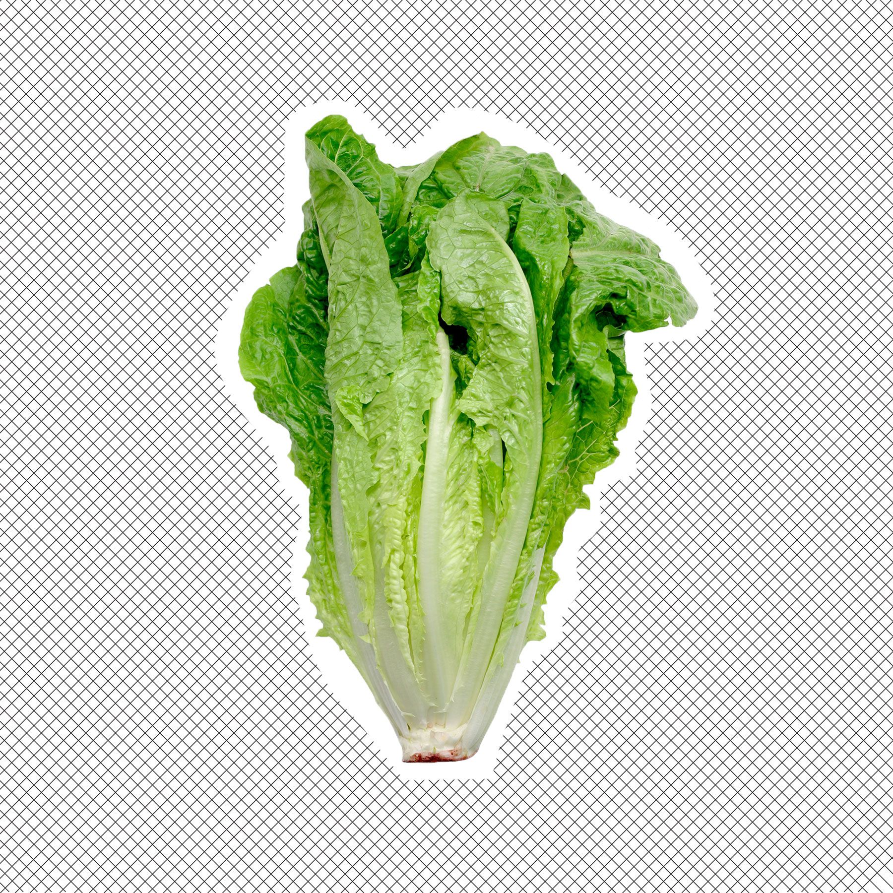 romaine lettuce coloring page