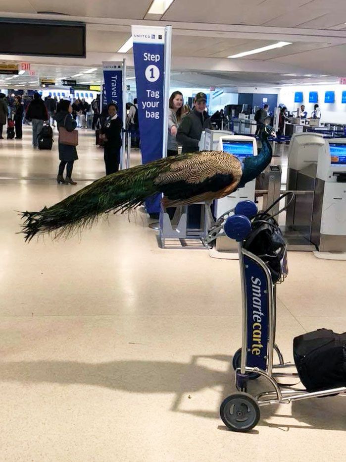 Emotional-Support Peacock Banned From United Flight