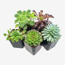 Plants for Pets Succulent Plants