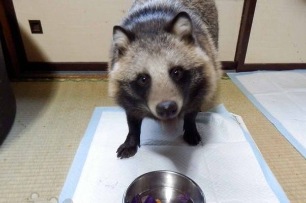 A Tanuki, the Japanese Raccoon Dog, Is the Cute Animal of This ...