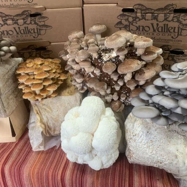 Marbled Oyster / Black Oyster Mushroom Growing Kit