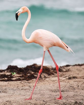 A lone pink flamingo.