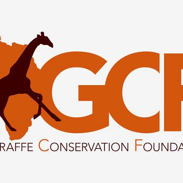 Giraffe Conservation One-Year Bronze Explorer Adoption