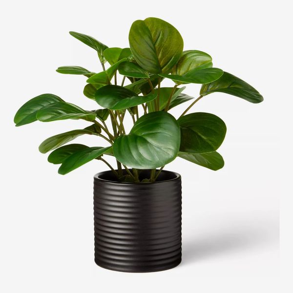 Hilton Carter for Target 10-by-6-Inch Artificial Peperomia-Obtusifolia Plant in Ribbed Ceramic Pot Black