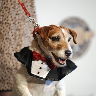 Uggie, the dog from the film 