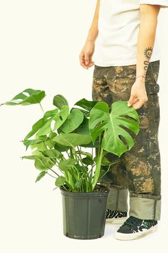 Rooted Swiss cheese plant (Monstera Deliciosa)