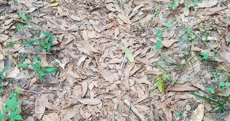 Hidden Snake Is Today's Viral Optical Illusion