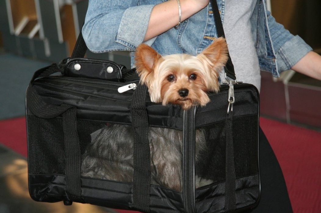 small dog carrier for plane