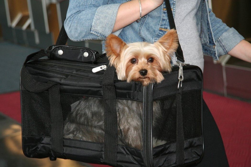 sherpa deluxe pet carrier