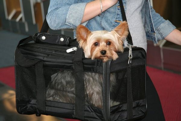 american airlines carry on pet kennel size